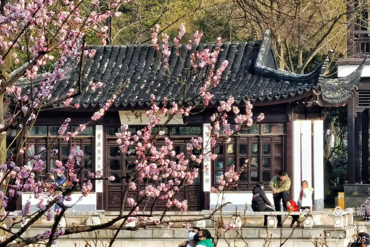 红梅阁问梅